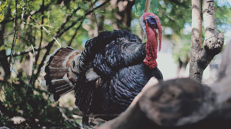 Turkey, Bird, Wildlife, Animal, november, celebration, farm, HD wallpaper