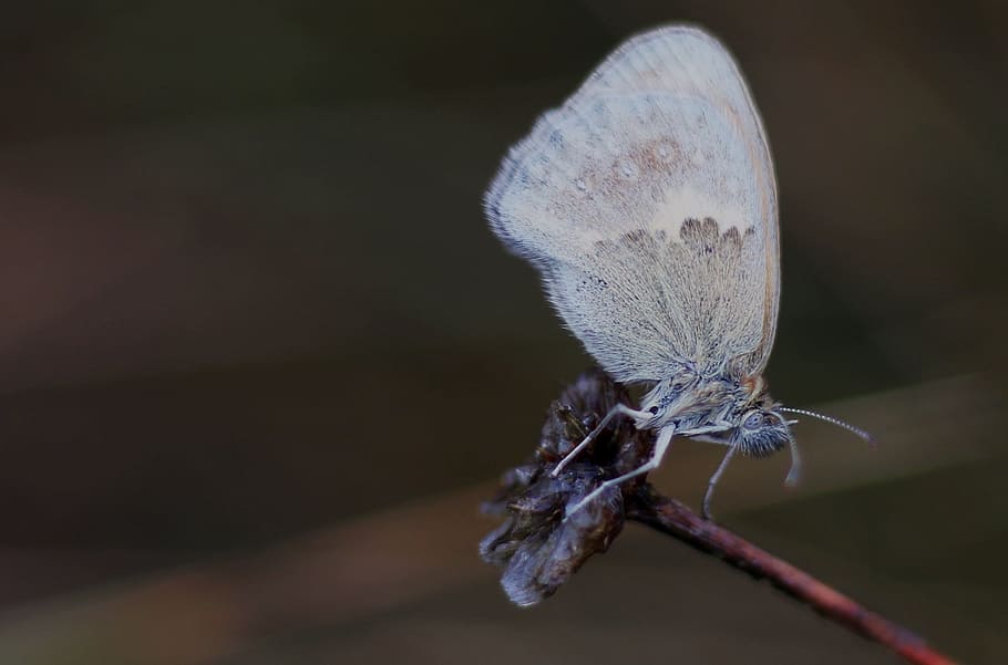 Butterfly, Insect, Wing, grey, discreetly patterned, diurnal HD wallpaper