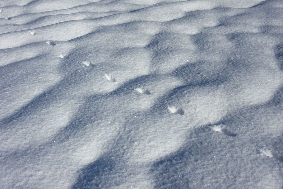 Trace, Snow, Hare, Track, hare track, new zealand, full frame HD wallpaper
