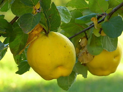 quince, fruit, plant, leaf, tree, pome fruit, rose greenhouse HD wallpaper