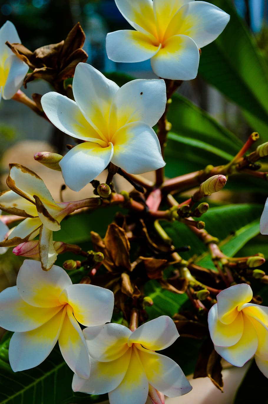 asia, east, flowers, bloom, flowering tree, thailand, foliage, HD wallpaper