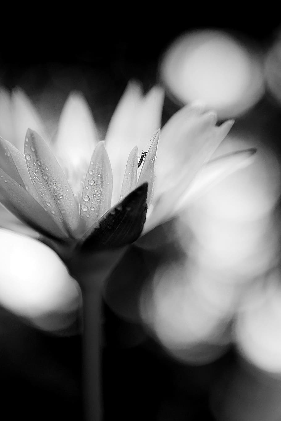 waterlily, macro, flower, petal, closeup, black and white, flowering plant