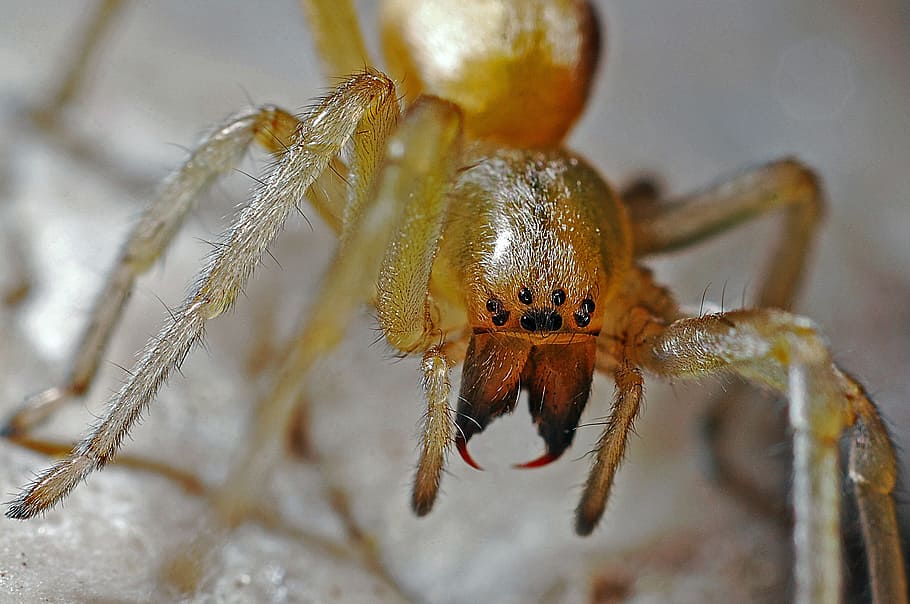 closeup photo of brown arachnid, spider, macro, nature, animal HD wallpaper