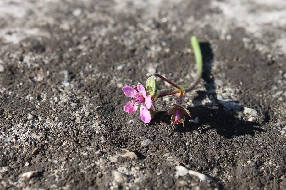 bright, broken, close-up, flowers, stone, sunny, autumn, flowering plant HD wallpaper