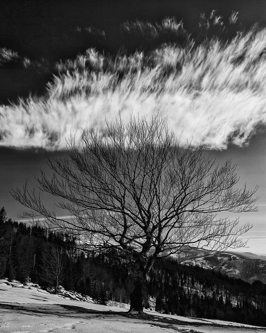 highland, mountain, snow, winter, trees, plant, forest, clouds HD wallpaper