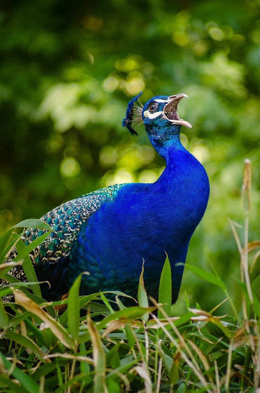 animal, bird, feathers, grass, peacock, plumage, wildlife, one animal HD wallpaper