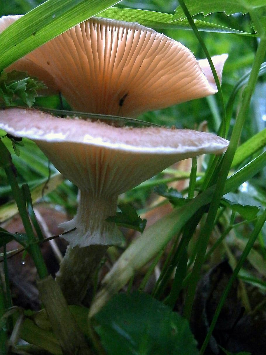 mushroom, reddish, nature, forest, lights up, autumn, grass HD wallpaper