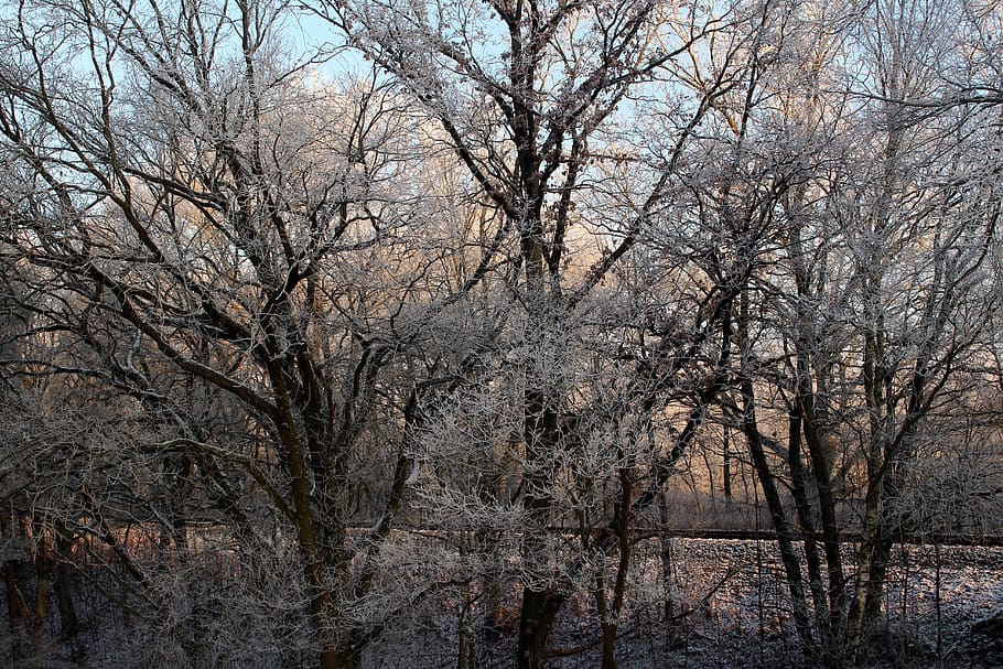 frost, forest, landscape, trees, cold, winter, icy, nature HD wallpaper