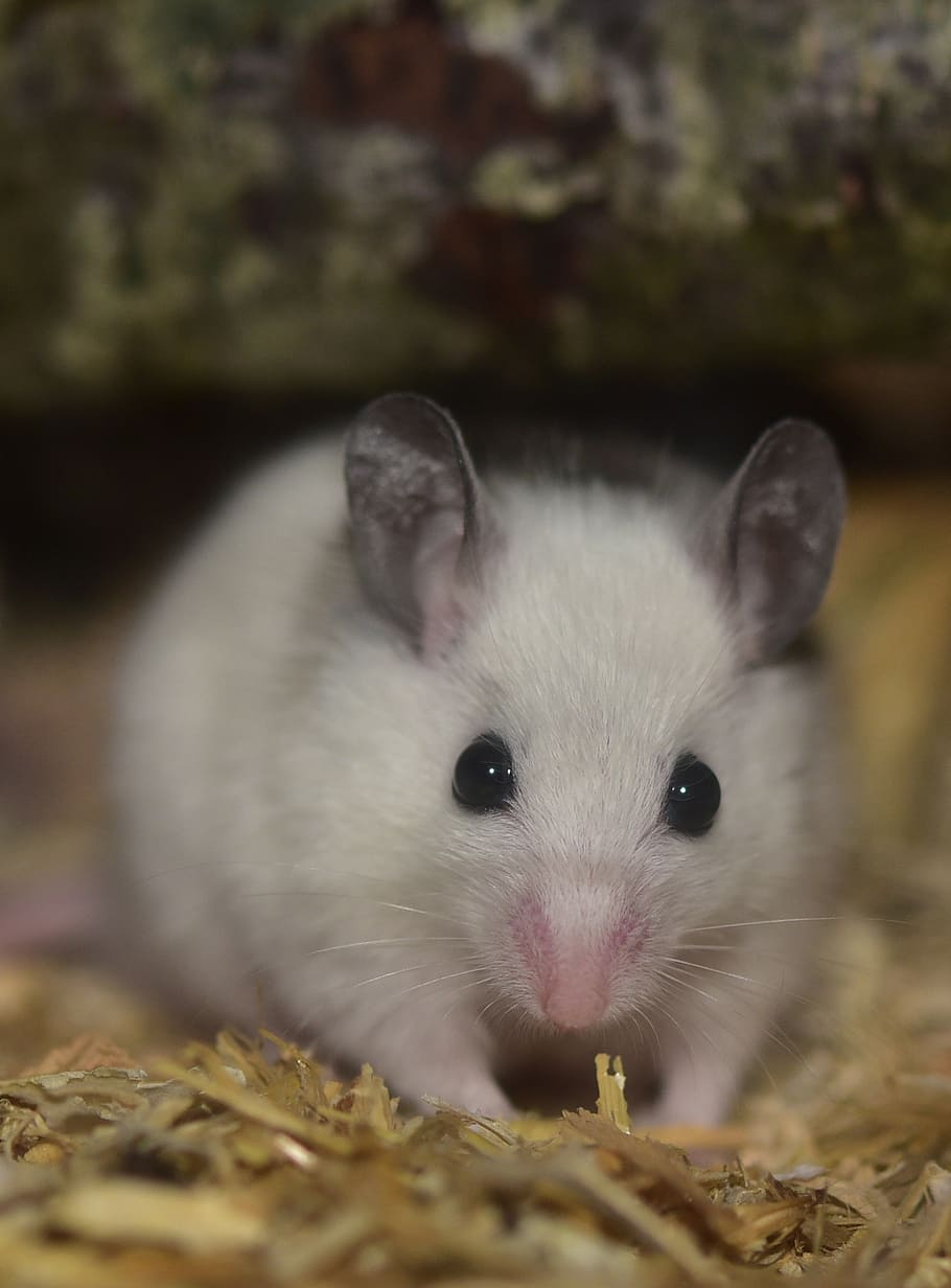 mastomys, mouse, lying, persisting, waiting, motionless, relaxed HD wallpaper