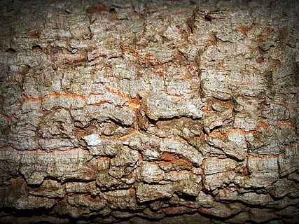 bark, tree, wood, pine, background, abstract, skin, board, surface HD wallpaper