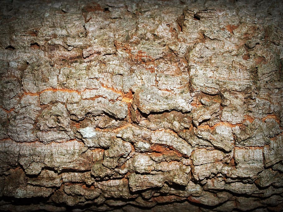 bark, tree, wood, pine, background, abstract, skin, board, surface HD wallpaper