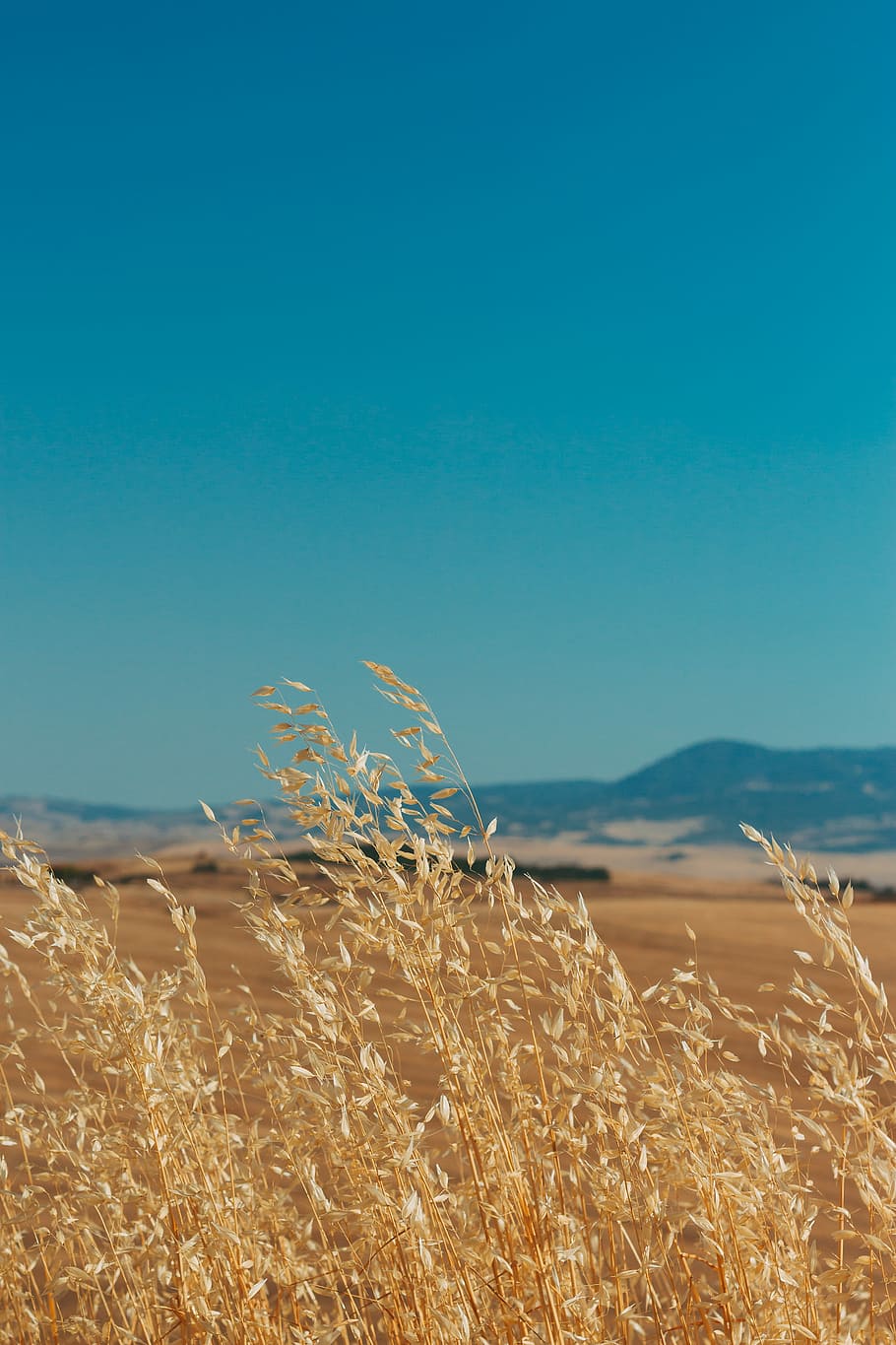 leaves leanings towards left, landscape photo of brown plant HD wallpaper