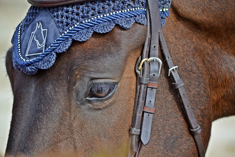 close-up photo brown horse head, competition, horse riding, equestrian