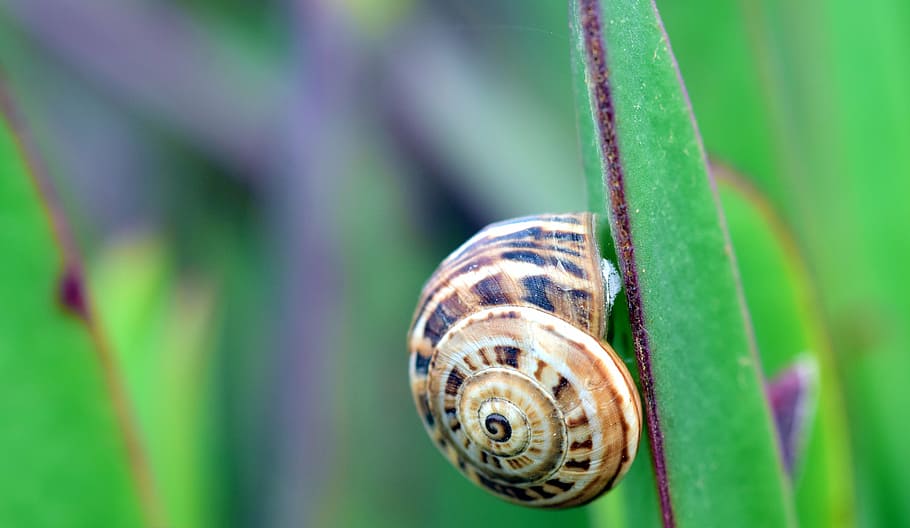 snail, cactus, reptile, macro, spiral, nature, close, shell HD wallpaper