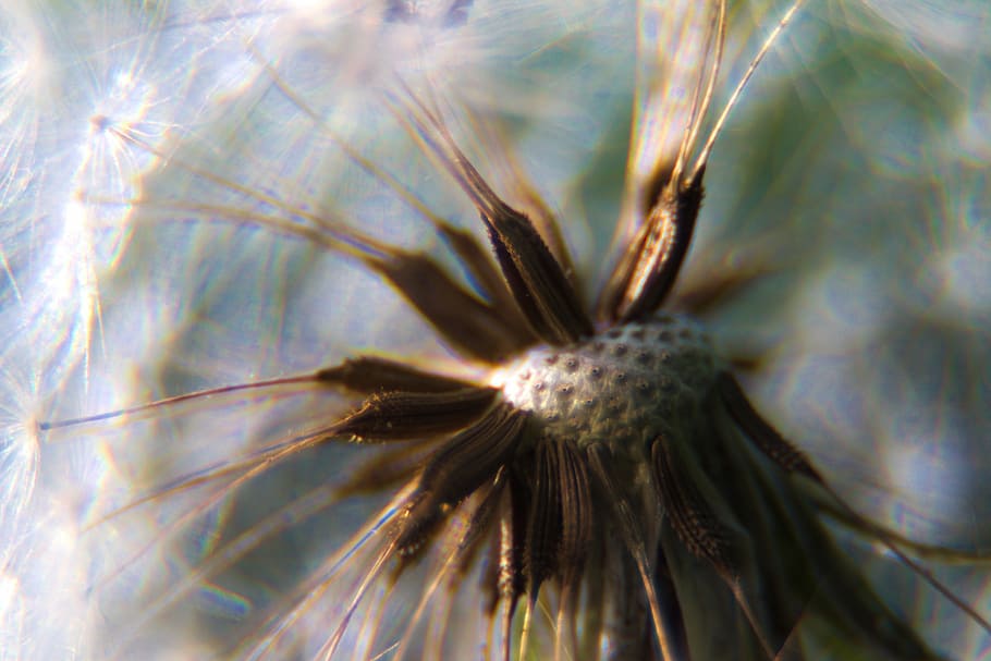 dandelion, macro, close, seeds, nature, pollen, back light HD wallpaper