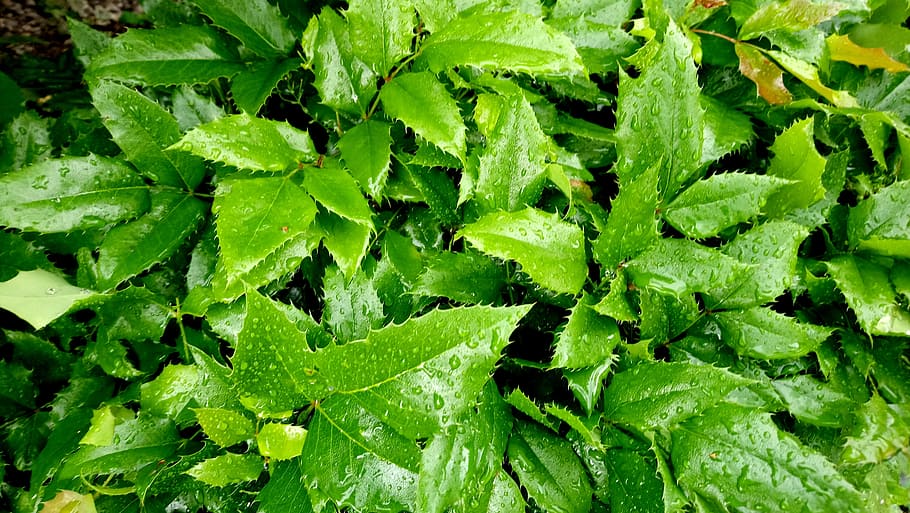 Leaves, Drizzle, Water, Spring, rain, wet, leaf, raindrop, natural HD wallpaper