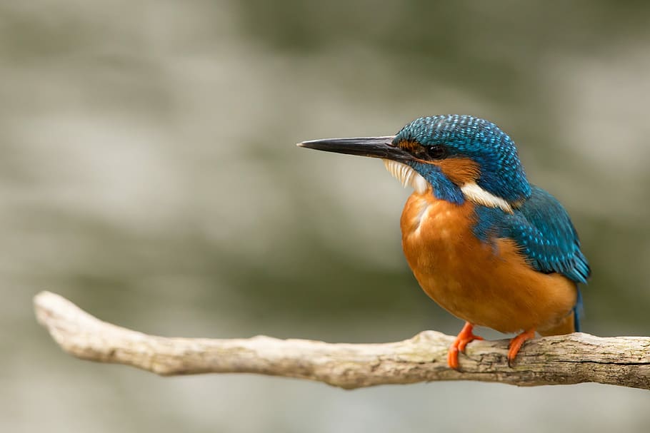 brown and blue bird on branch, shallow focus photography of bird sitting on branch HD wallpaper