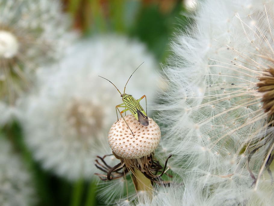 Dandelion, Insect, Nature, Spring, meadow, close-up, flower HD wallpaper