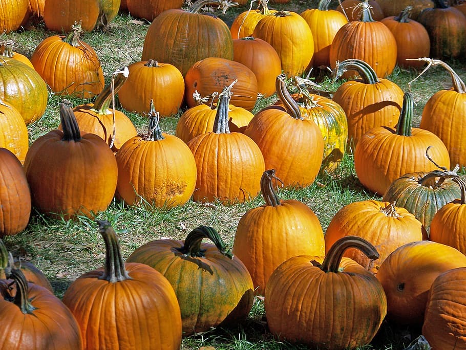 yellow pumpkin lot, pumpkins, autumn, fall, halloween, holiday HD wallpaper