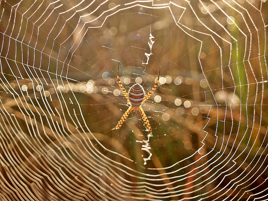 spider, web, dew, morning, arachnid, striped, legs, bright HD wallpaper