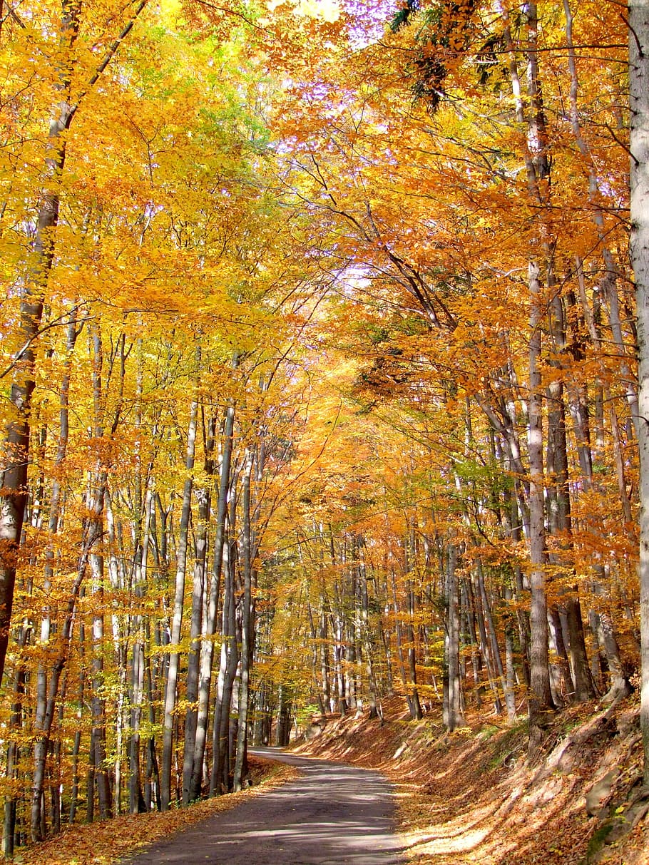 nature, forest, tree, autumn, path, trees, sun, colors, foliage HD wallpaper