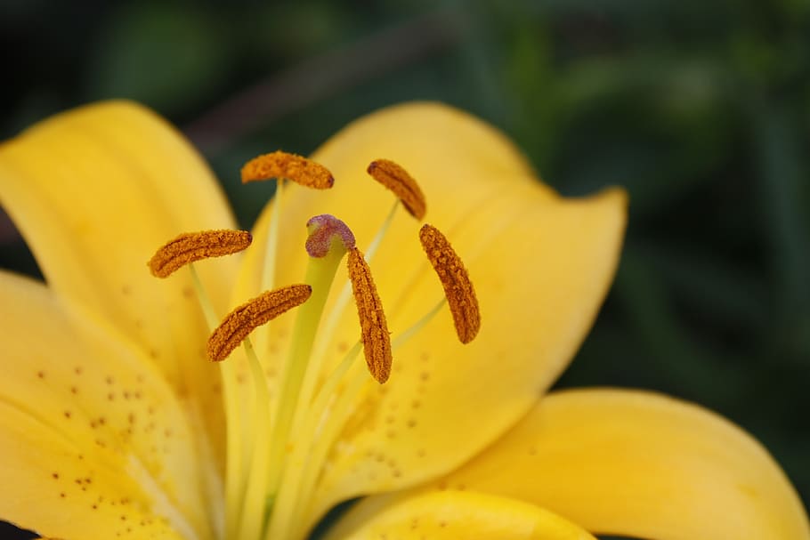 flower, yellow, macro, nature, blossom, bloom, plant, lily HD wallpaper