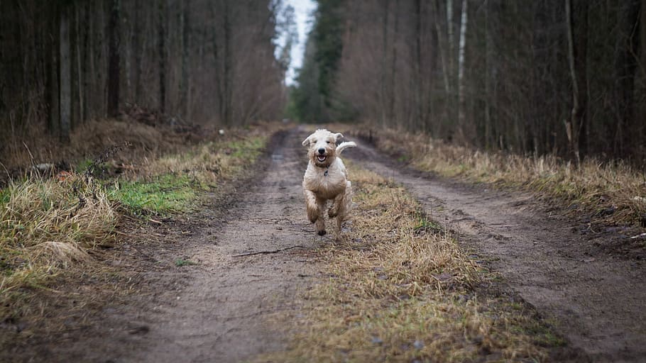 dog running across the road, animal, forest, nature, wood, outdoors, HD wallpaper