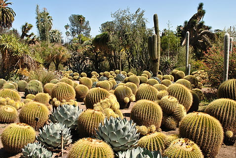 HD wallpaper: cactus plant photography, canada, burlington, royal ...