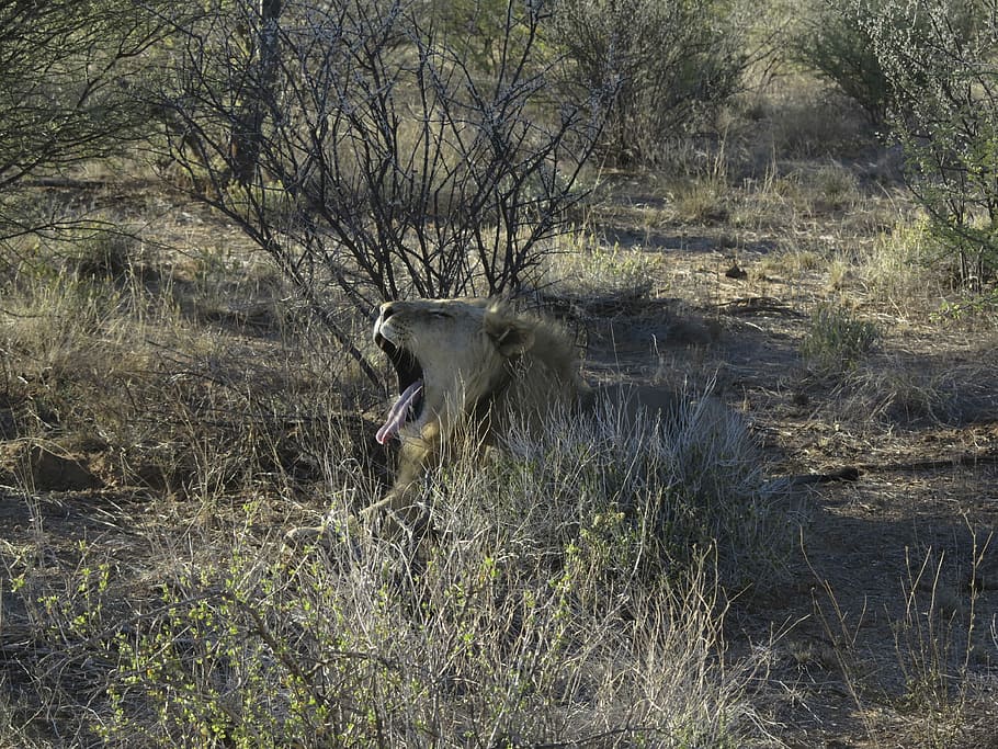 Lion, Yawn, Predator, Cat, Africa, animal, foot, tired, sleep HD wallpaper