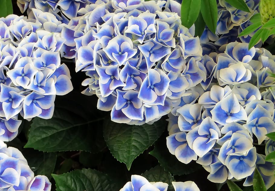 close-up photo of white and purple hydrangeas flowers, blue HD wallpaper
