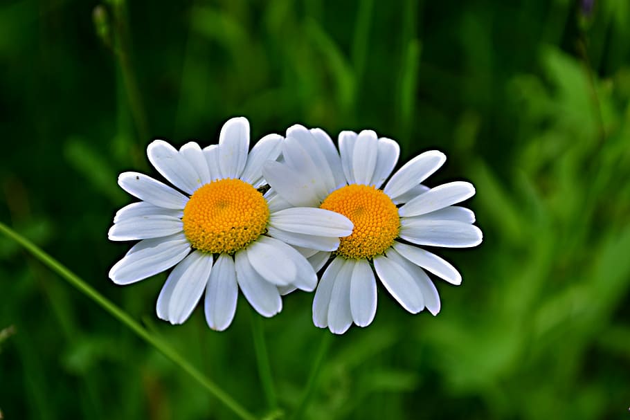 white and yellow flowers, marguerite, flowering plant, freshness HD wallpaper