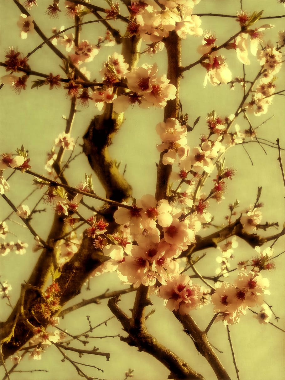 spring, flowers, blossom, bloom, nature, tree, bud, atmosphere HD wallpaper