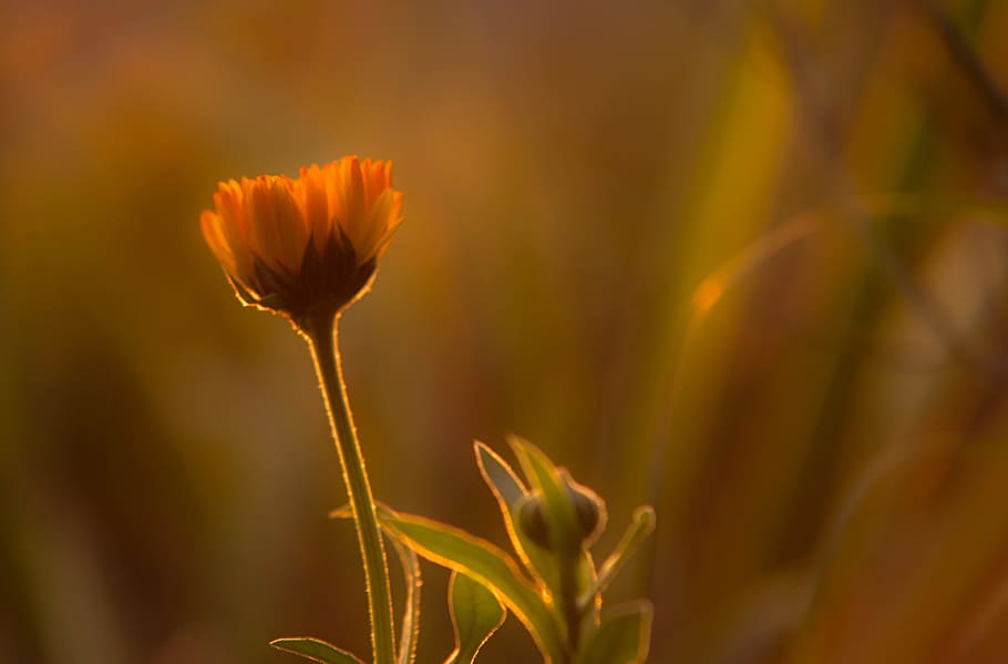 orange flower bud close-up photography, sunset, sky, bright HD wallpaper