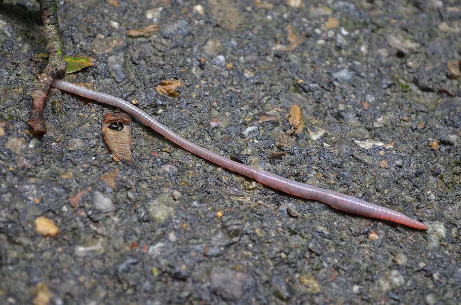 HD wallpaper: red worm on the ground, earthworm, pink, long, thin, nasty,  moist