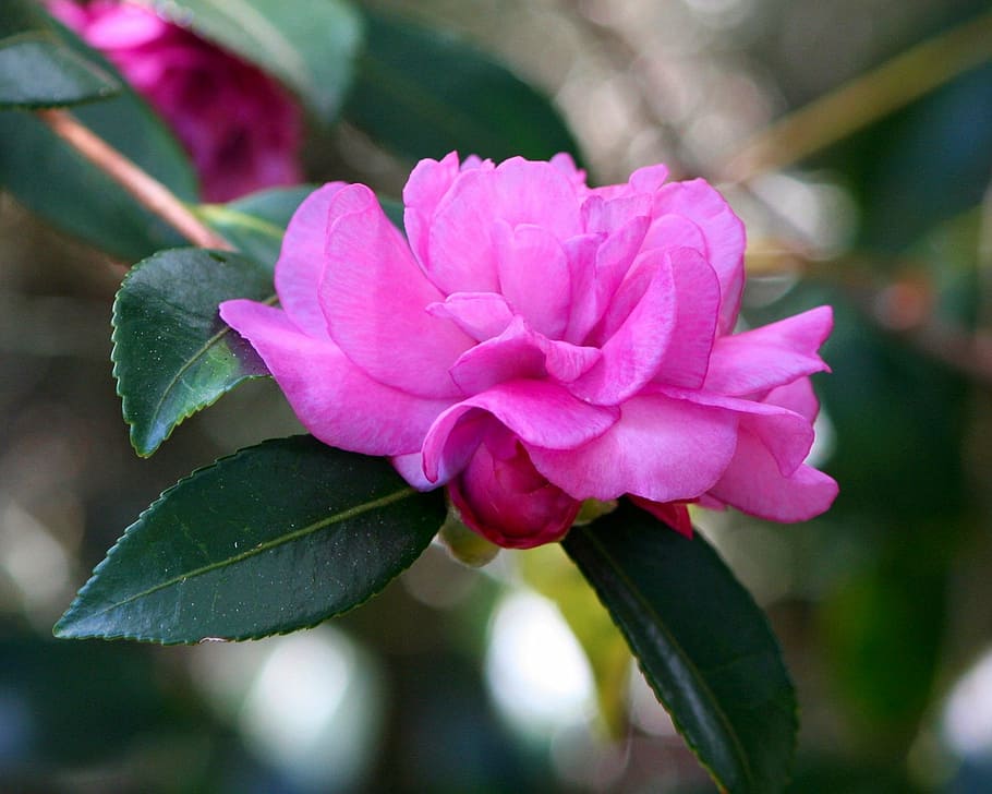 pink rose flower macro photography, pink camelia, shrub, plant, HD wallpaper