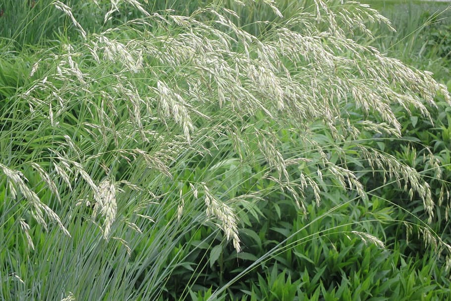 grass, wildflowers, nature, agriculture, farm, plant, growth HD wallpaper