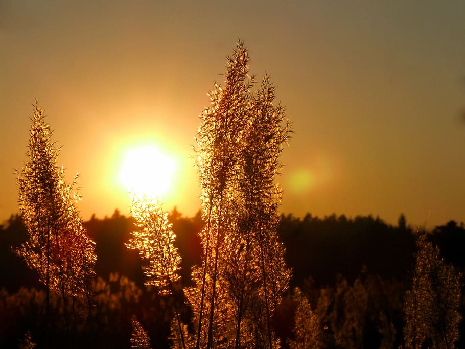 trees during sunset, light, west, landscape, summer, yellow HD wallpaper