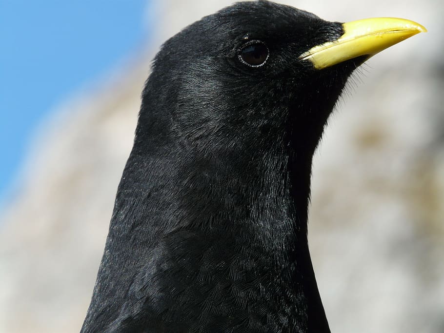 black bird photography, chough, bill, pyrrhocorax graculus HD wallpaper
