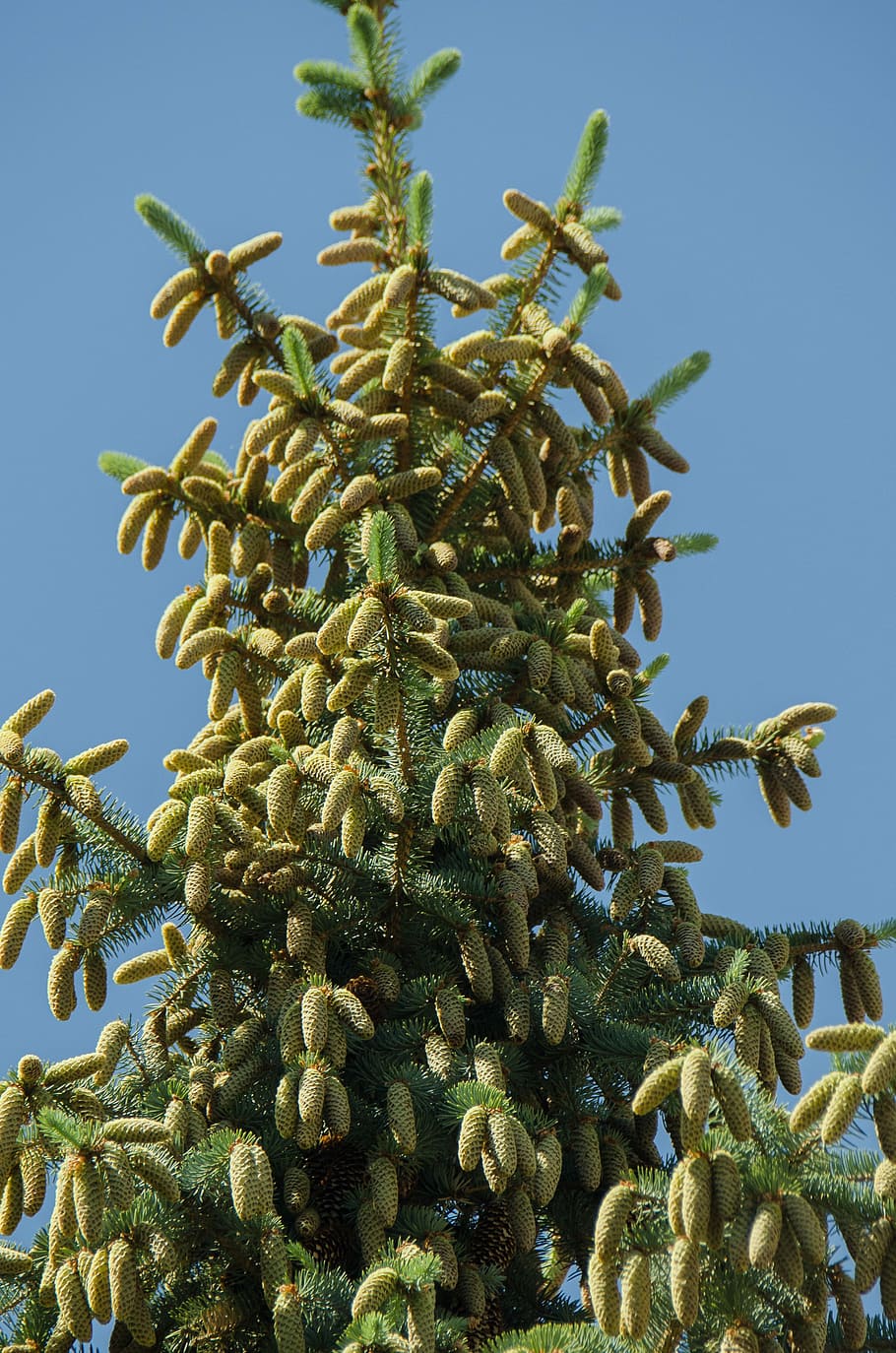 spruce, tree, conifer, cones, needles, branch, outdoors, trunk HD wallpaper