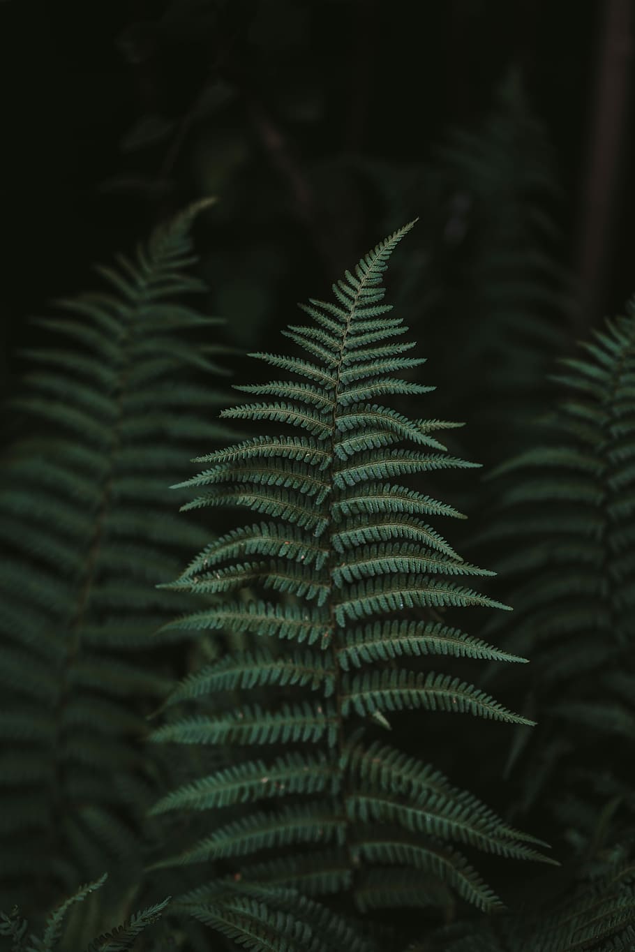 green fern plant, green leaf plant, frond, foliage, dark, detail HD wallpaper