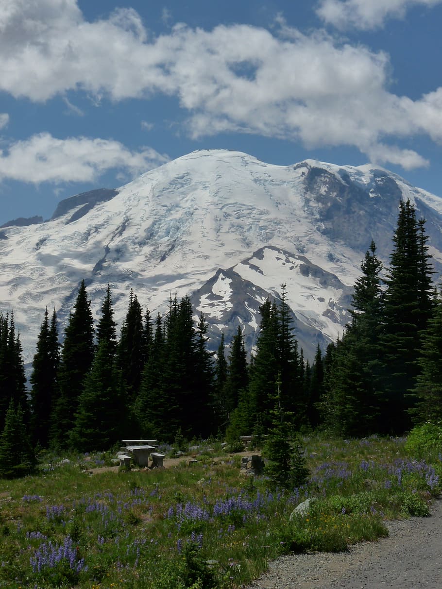 rainier, mountain, washington, landscape, evergreen trees, snowy top HD wallpaper