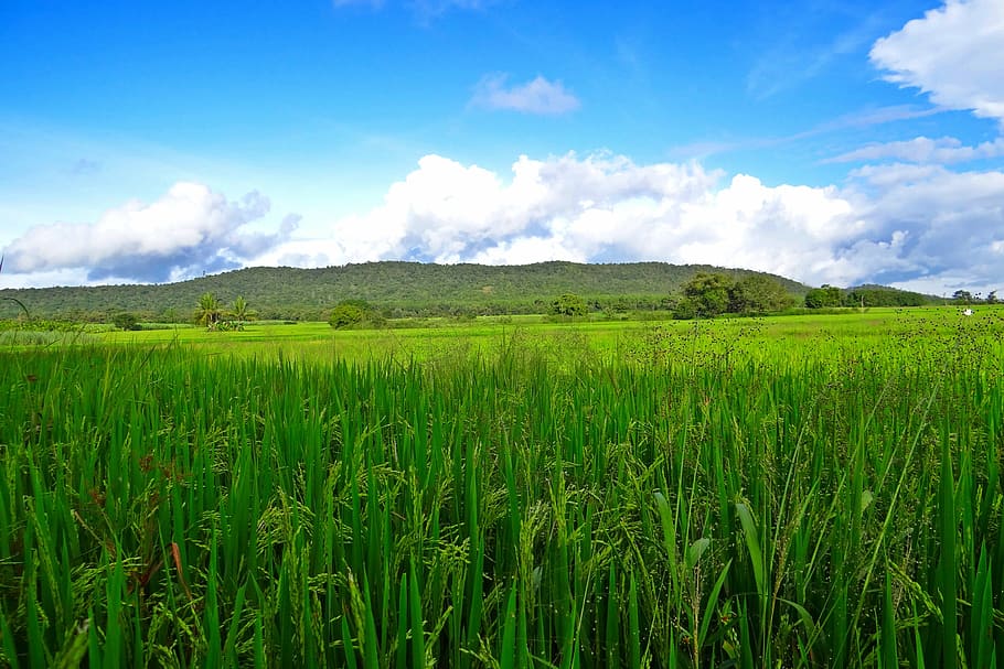 green grass field under cloudy sky at daytime, rice, fields HD wallpaper