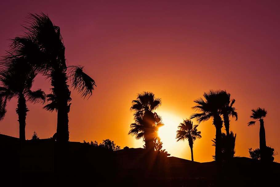 palm trees, sunset, colors, shadows, silhouettes, evening, kapparis HD wallpaper