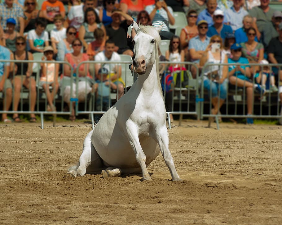 white horse sitting on ground, horse show, dressage, horseback riding