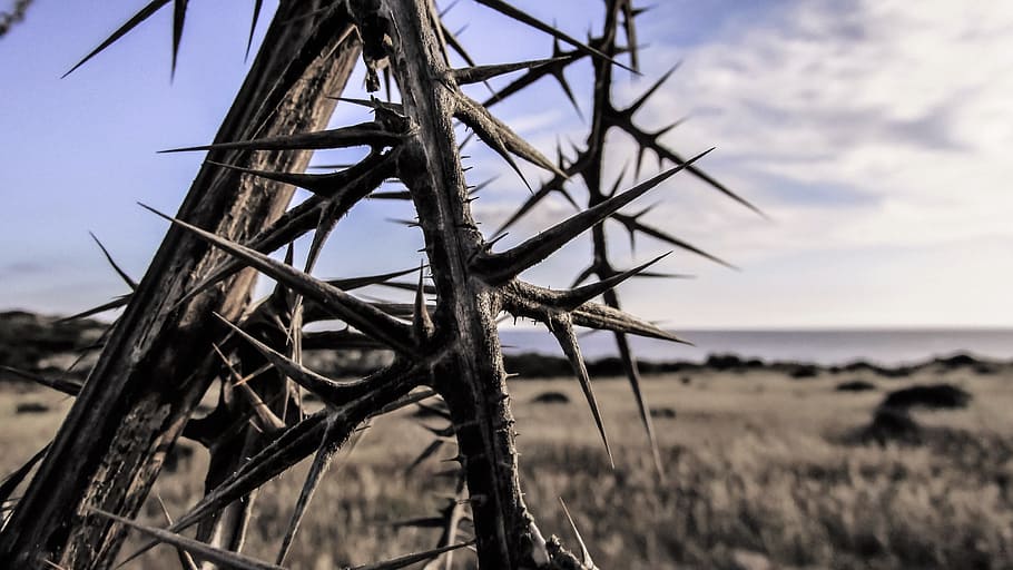 Thorns, Sharp, Pain, Hurt, nature, sky, no People, travel Locations HD wallpaper