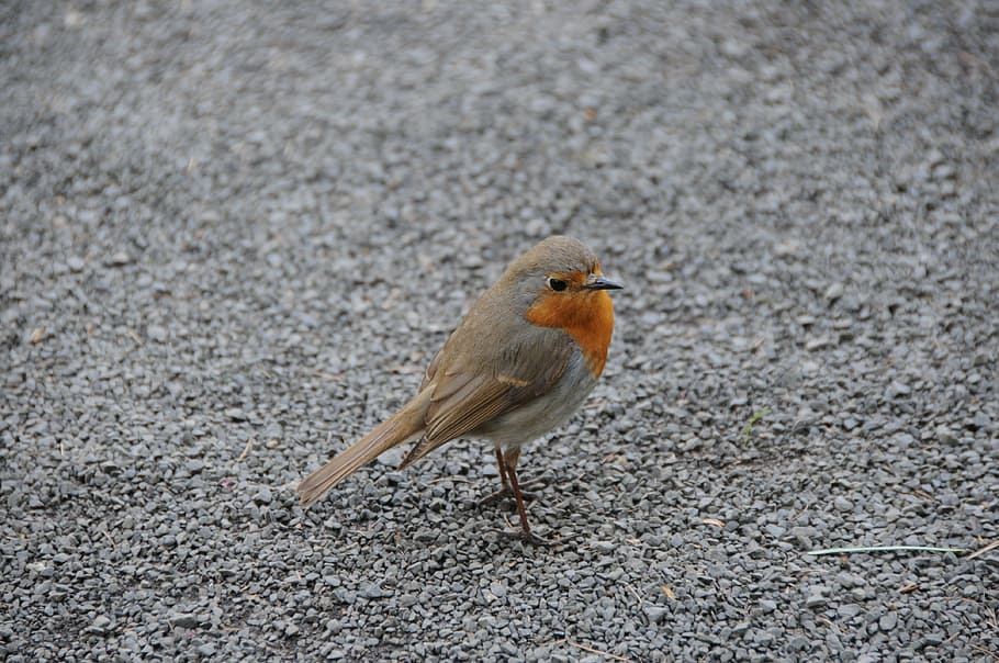 robin, grey, small, red, gravel, bird, animal, wildlife, nature HD wallpaper