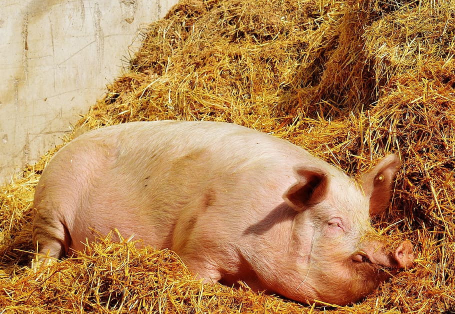 pig sleeping on brown hay, good aiderbichl, sanctuary, animal, HD wallpaper