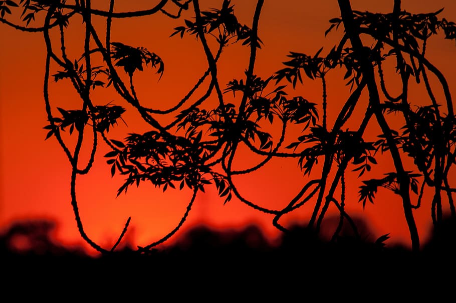 silhouette photography of leafed plants, sunset, evening sky HD wallpaper