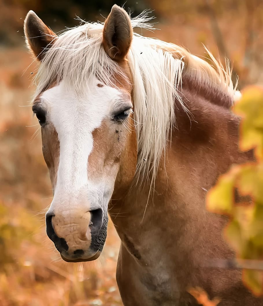 tilt shift view of brown and white horse, equine, head, horses