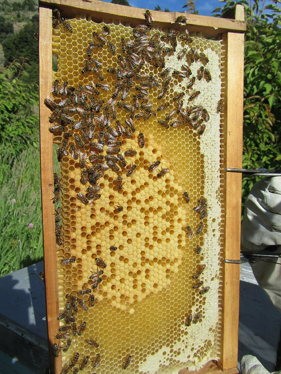 bees, beehive, honey, beekeeper, beekeeping, insect, honey combs, HD wallpaper